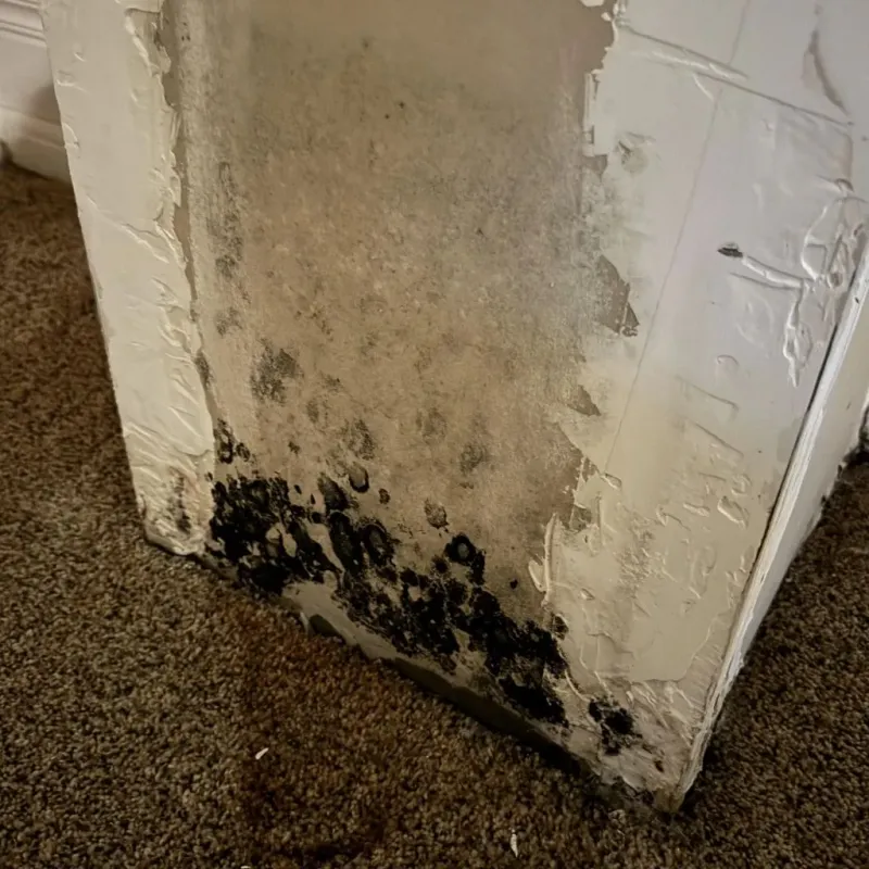 Professional Mold Removal in New York City, NY
